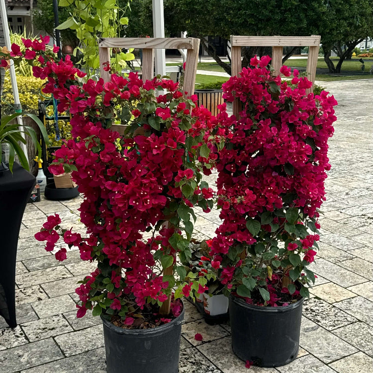 Burgundy Bougainvillea plant