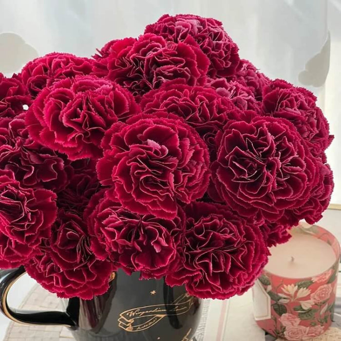 Burgundy Carnation plant