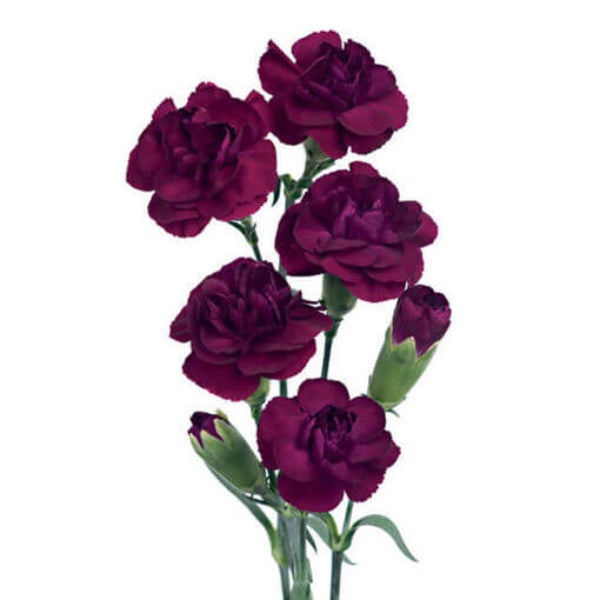 Burgundy Carnation plant