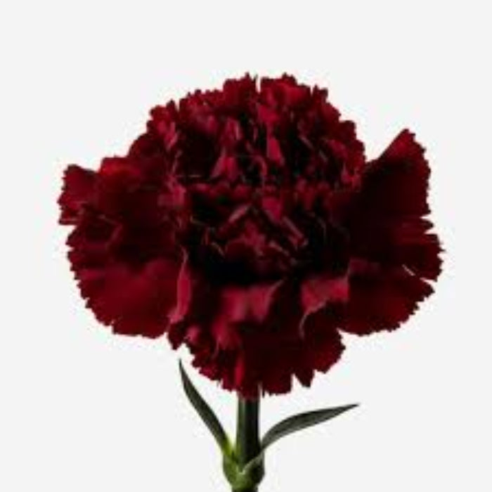Burgundy Carnation plant