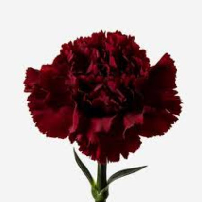 Burgundy Carnation plant