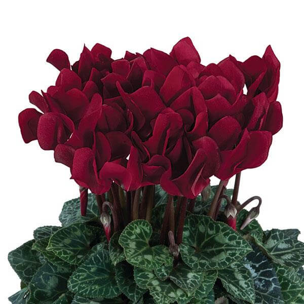 Burgundy Cyclamen plant
