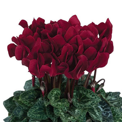 Burgundy Cyclamen plant