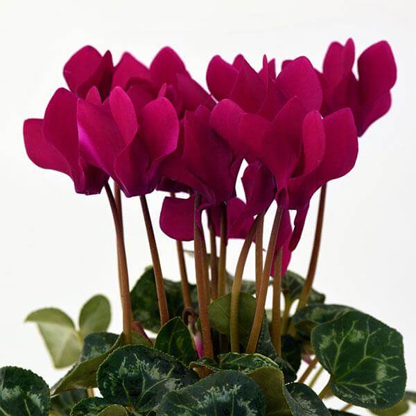 Burgundy Cyclamen plant