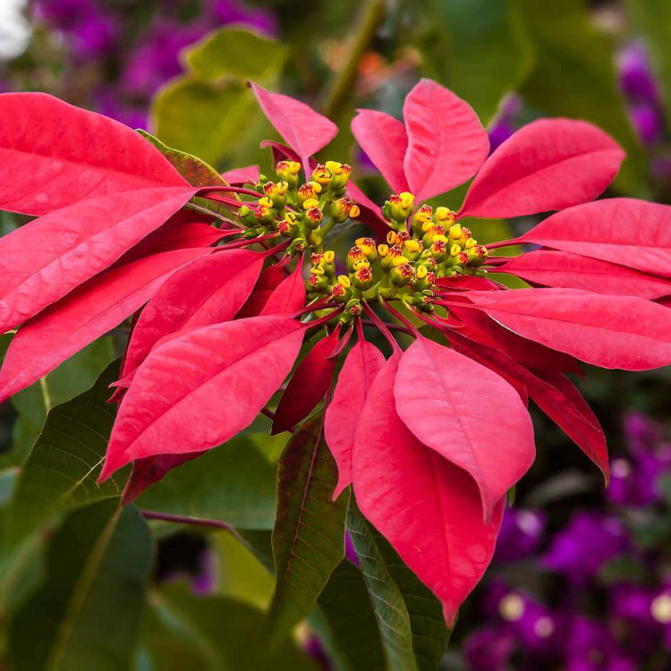 Burgundy Poinsettia plant