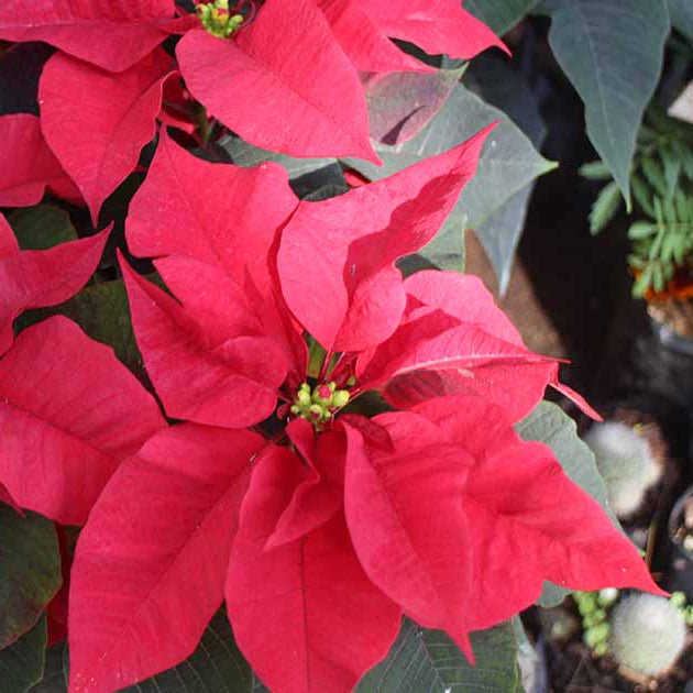 Burgundy Poinsettia plant