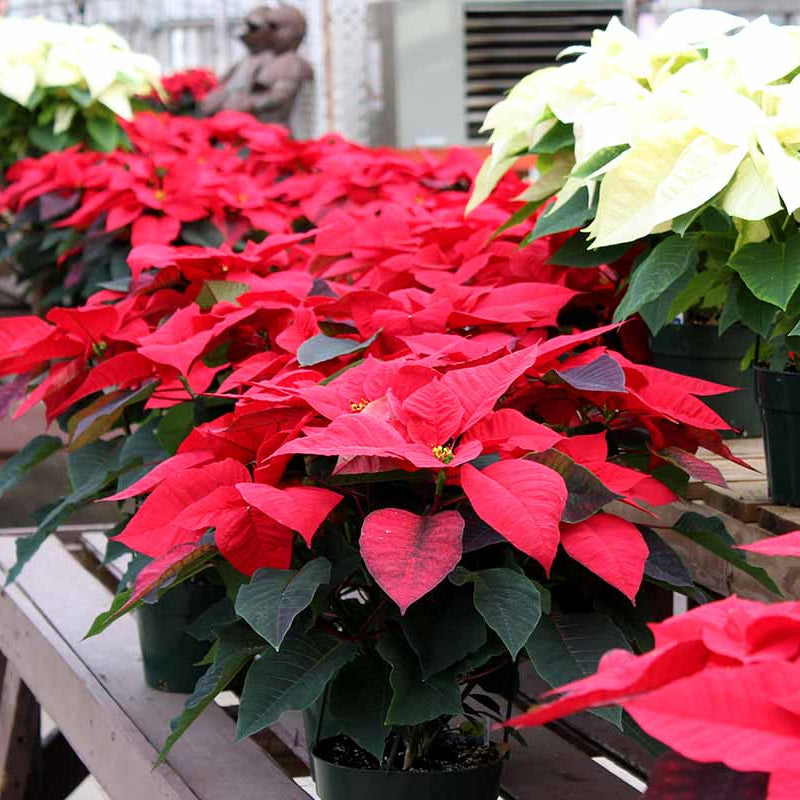 Burgundy Poinsettia plant