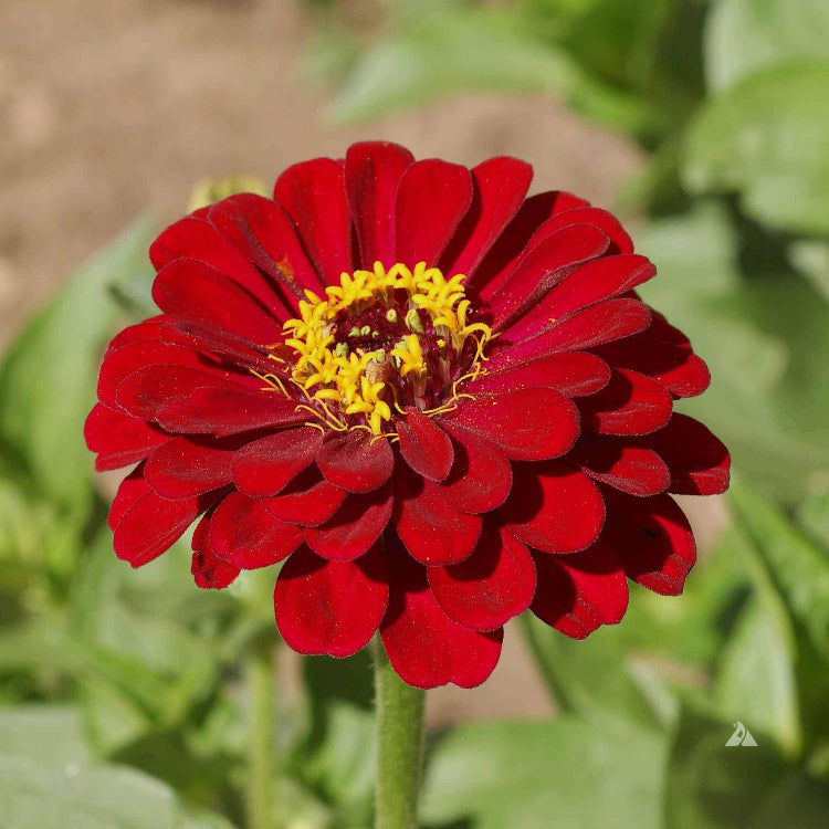 Burgundy Red Zinnia plant