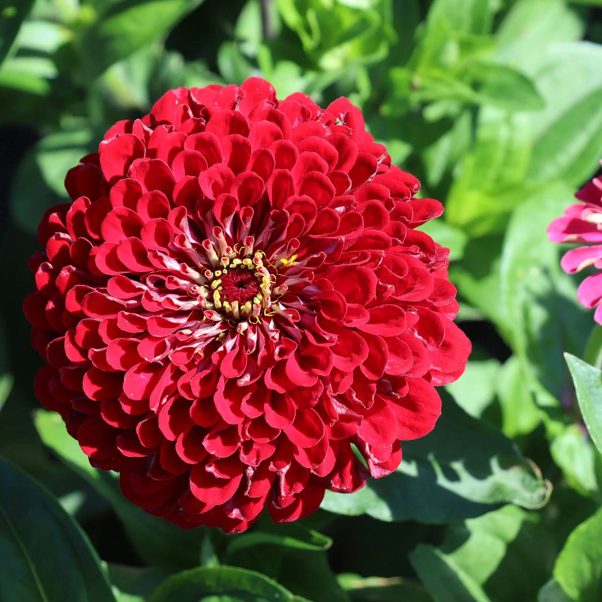 Burgundy Red Zinnia plant