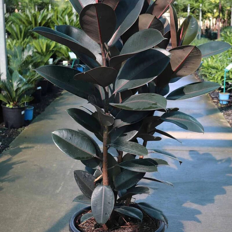 Burgundy Rubber Plant