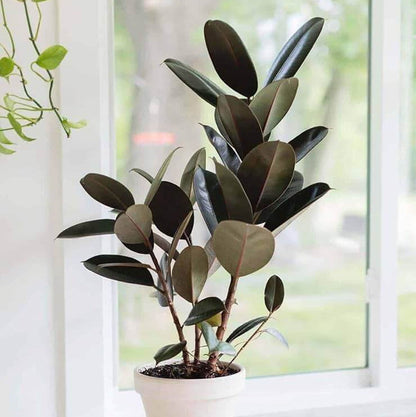 Burgundy Rubber Plant