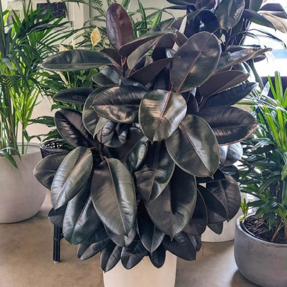 Burgundy Rubber Plant