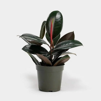 Burgundy Rubber Plant