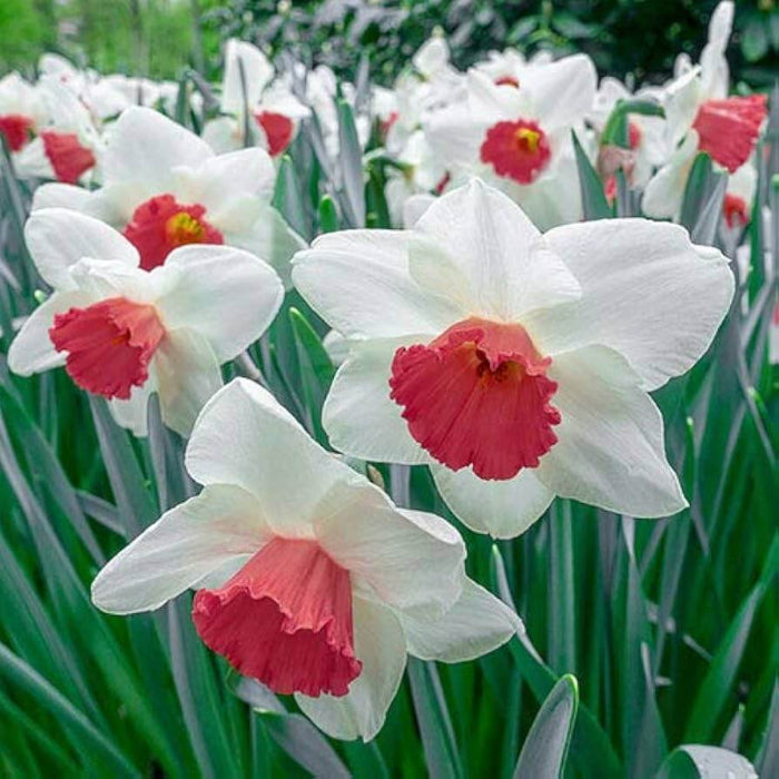 Burgundy White Daffodil plant