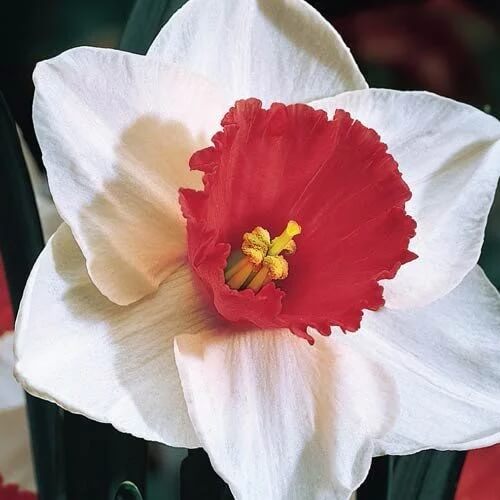 Burgundy White Daffodil plant