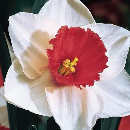 Burgundy White Daffodil plant