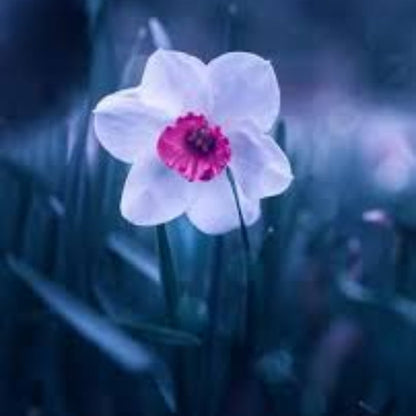 Burgundy White Daffodil plant