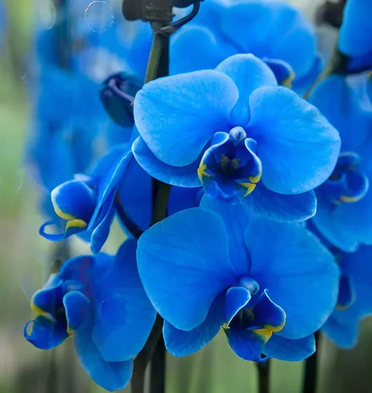 Blue Phalaenopsis flower seeds