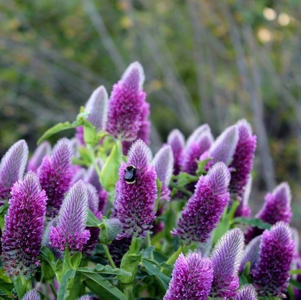 Butterfly Bush plant