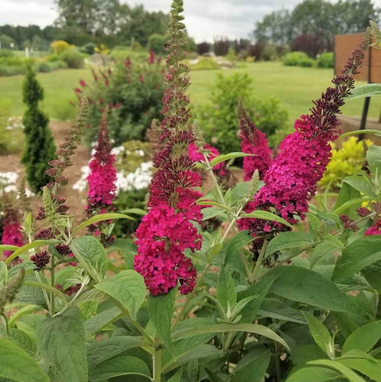 Butterfly Bush plant