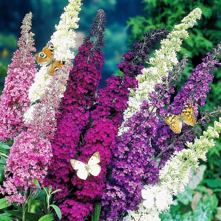 Butterfly Bush plant