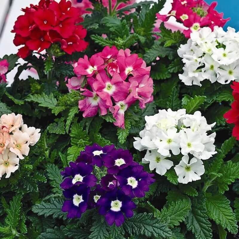 Butterfly Garden Kit plant