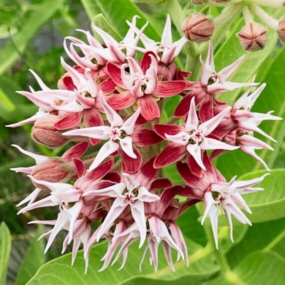 Butterfly Garden Kit plant