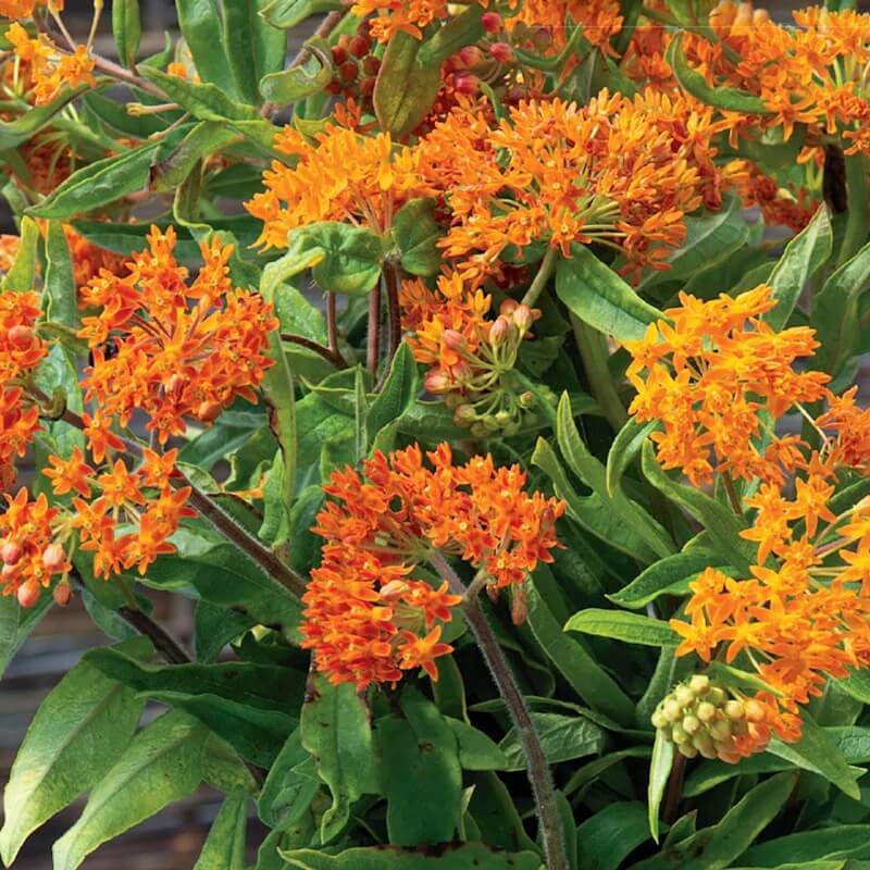 Butterfly Garden Kit plant