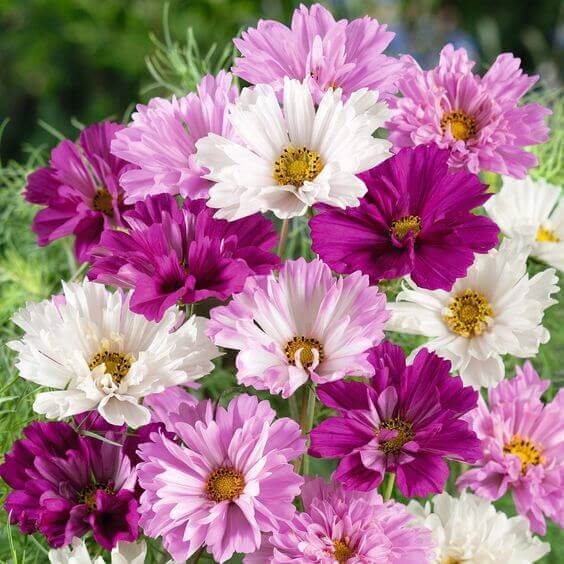 Butterfly Garden Kit plant