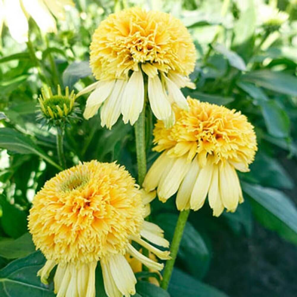 Butterfly Garden Kit plant