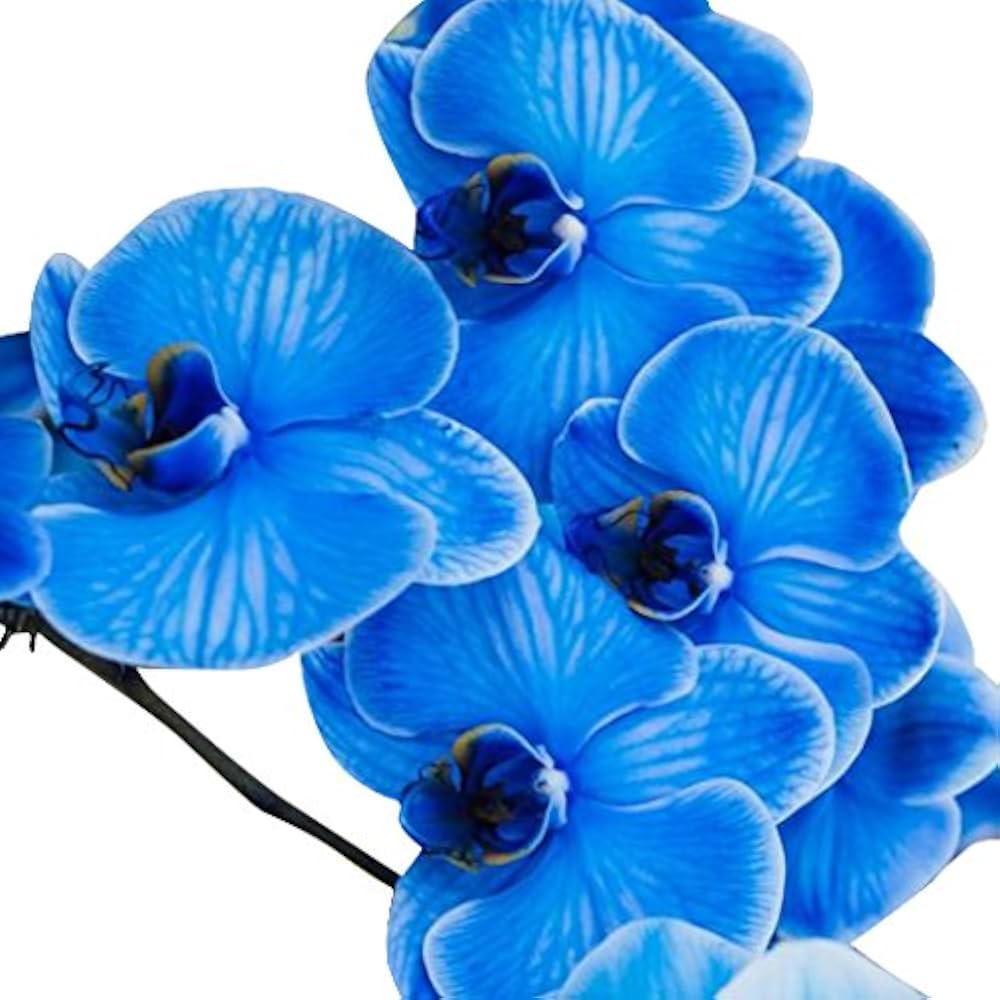Sky Blue flower seeds