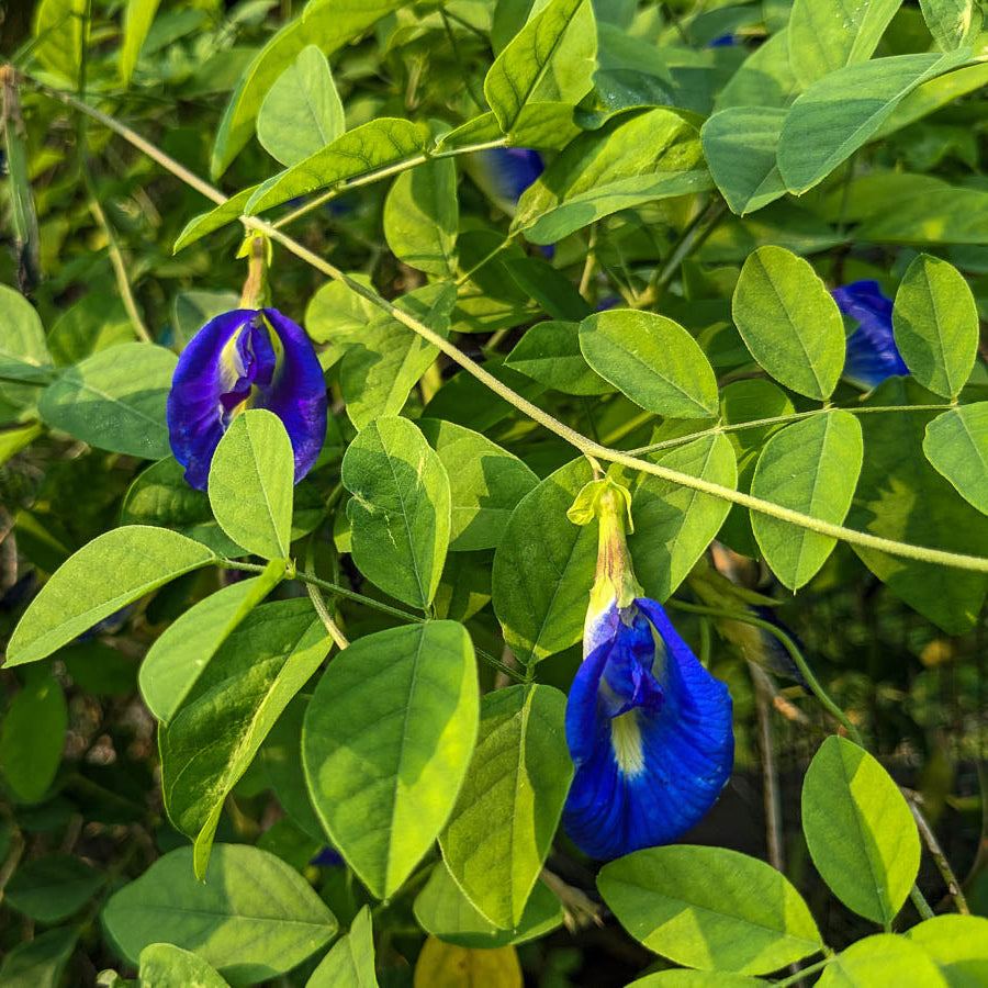 Blue Butterfly Pea plant