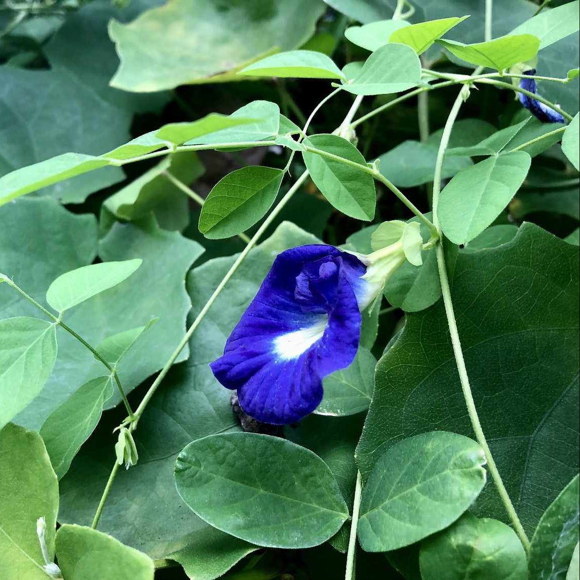 Blue Butterfly Pea plant
