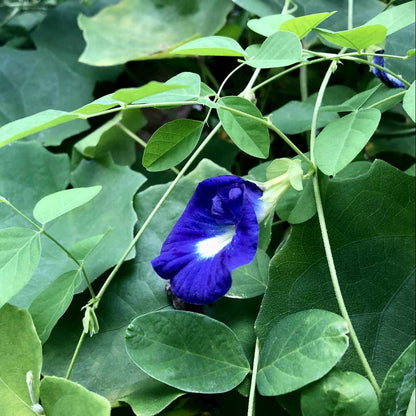 Blue Butterfly Pea plant