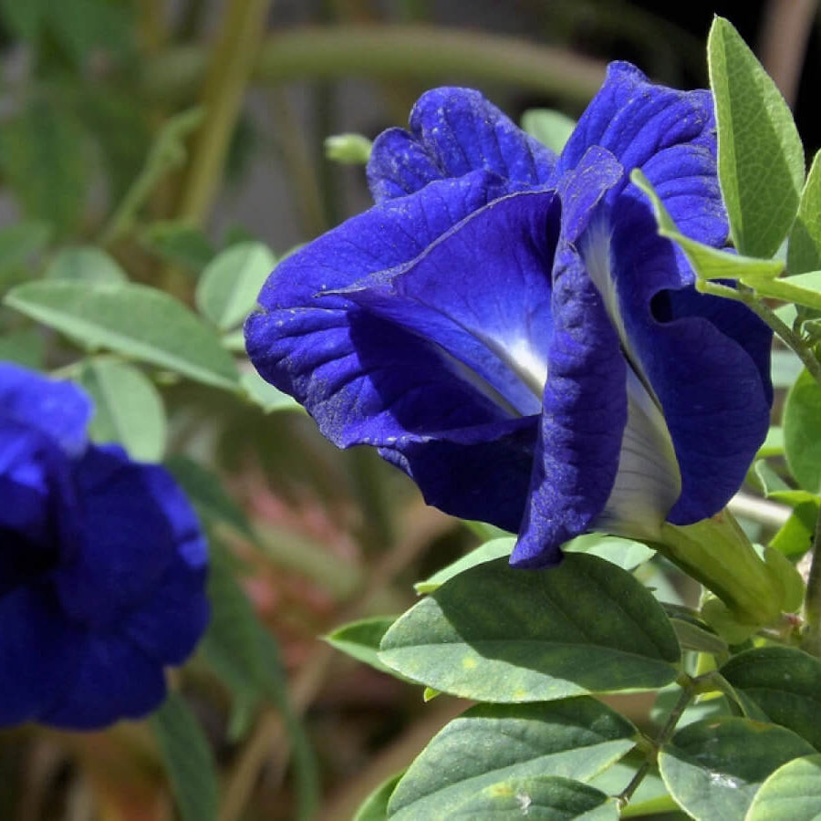 Ternatea Butterfly Pea plant