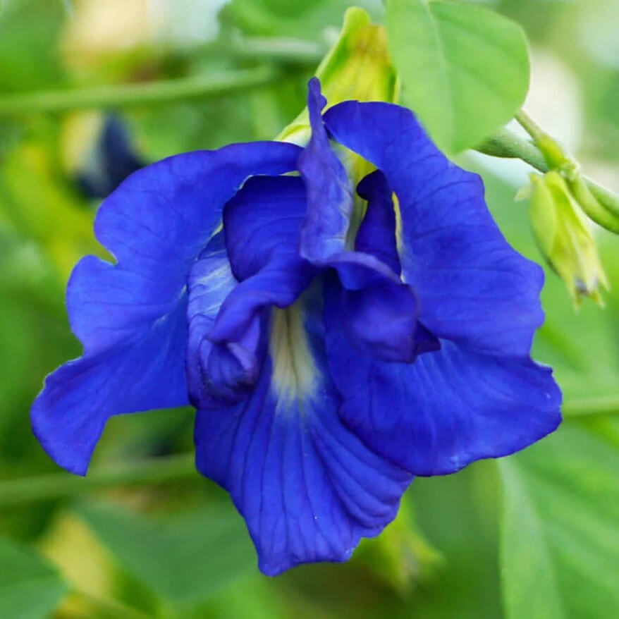 Ternatea Butterfly Pea plant