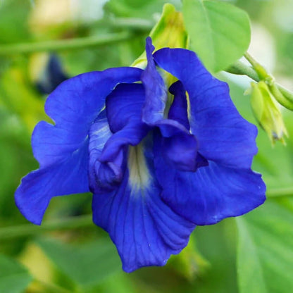 Ternatea Butterfly Pea plant