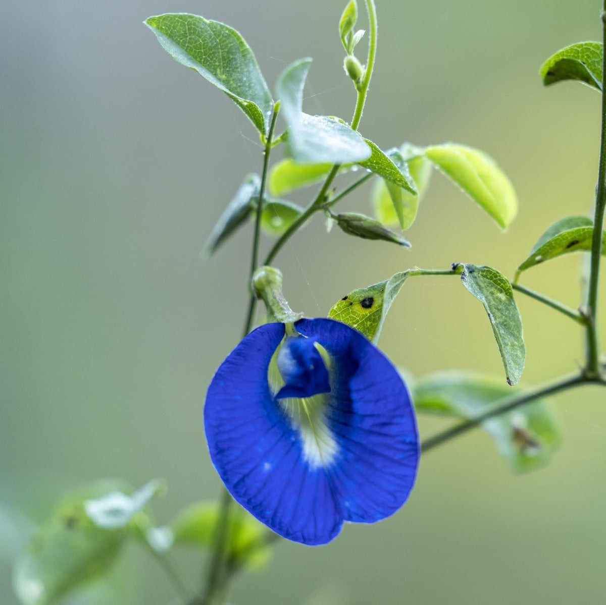 Blue Butterfly Pea plant