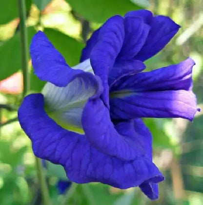 Ternatea Butterfly Pea plant
