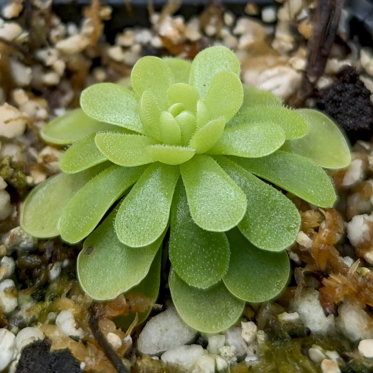 Butterwort plant