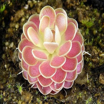 Carnivorous Butterwort plant