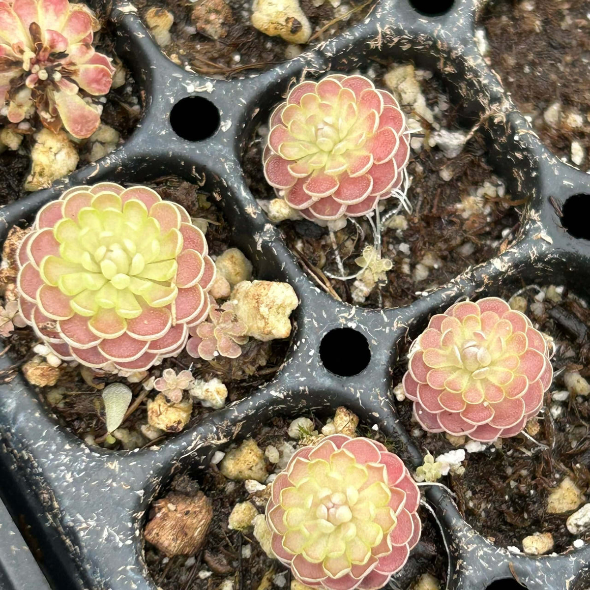Carnivorous Butterwort plant