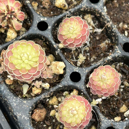 Carnivorous Butterwort plant