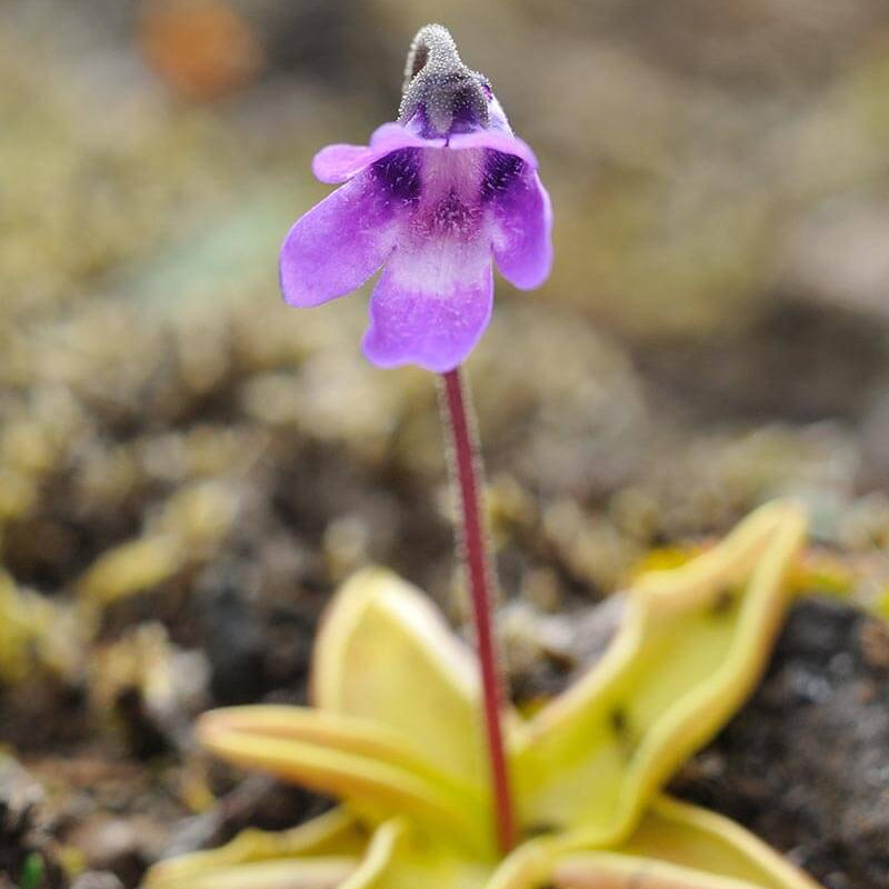 Common Butterwort plant