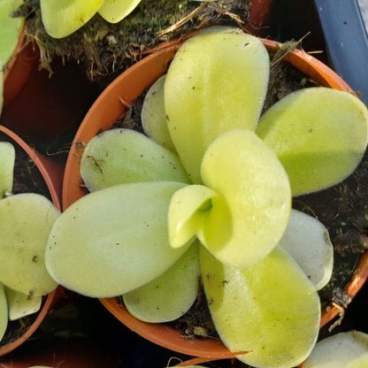 Giant Butterwort plant