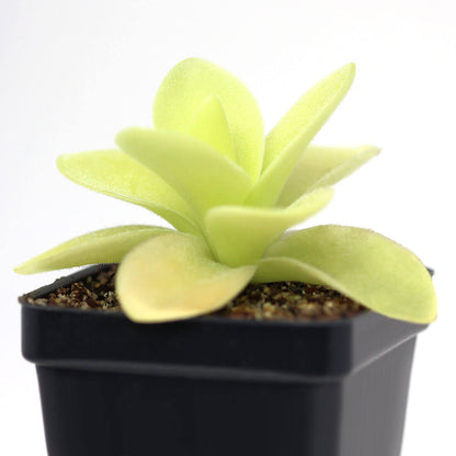 Giant Butterwort plant