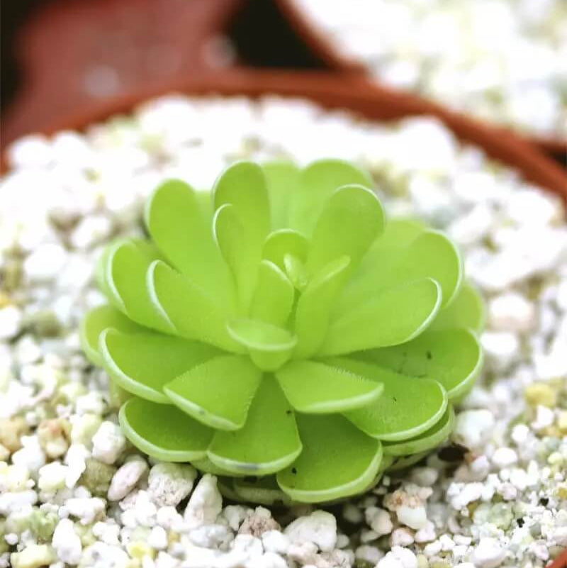 Butterwort plant