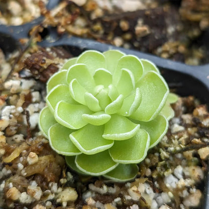 Butterwort plant