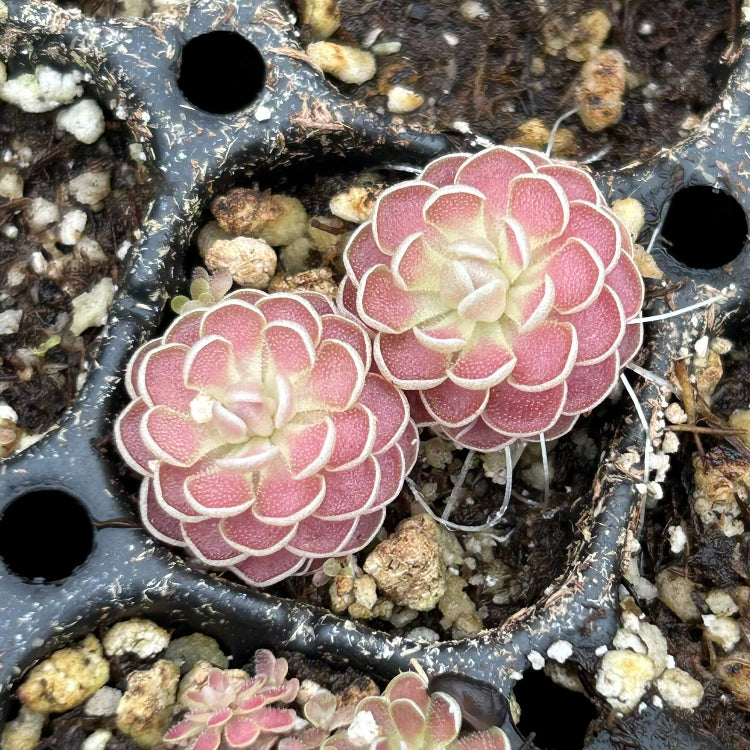 Carnivorous Butterwort plant