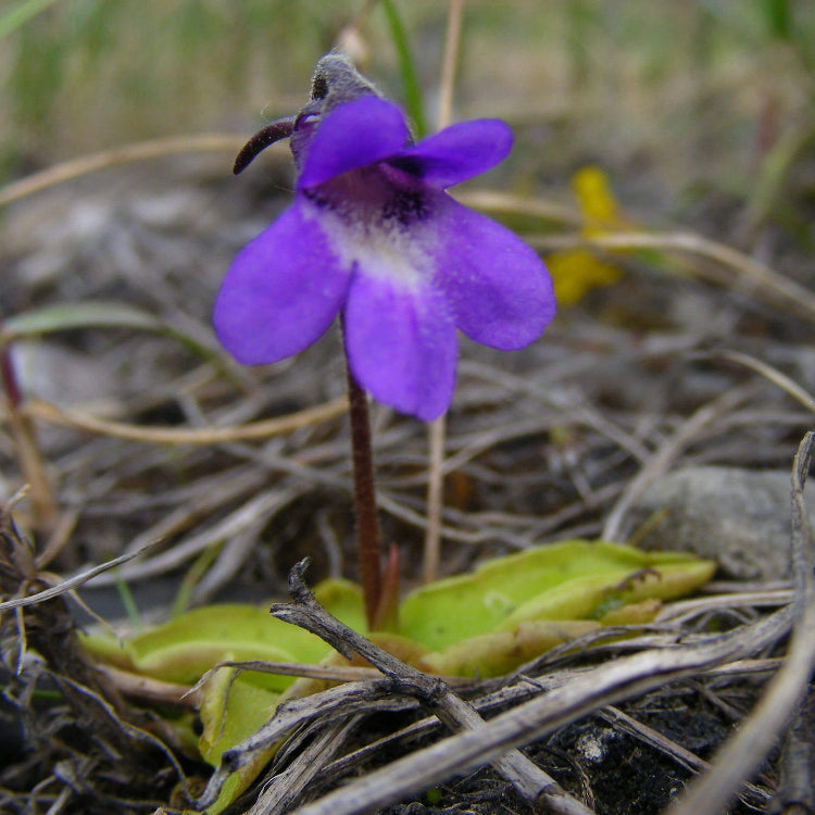 Common Butterwort plant